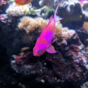 Meet your Posher, Mia